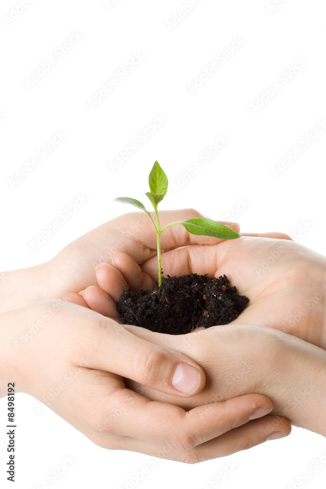 Transplant of a tree female and children's hands Transplant of a tree female and children's hands