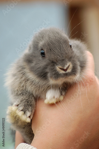 bébé lapin