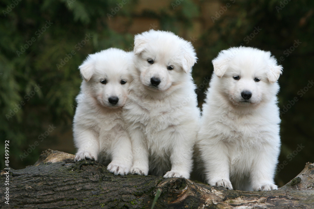 chiots berger blanc suisse