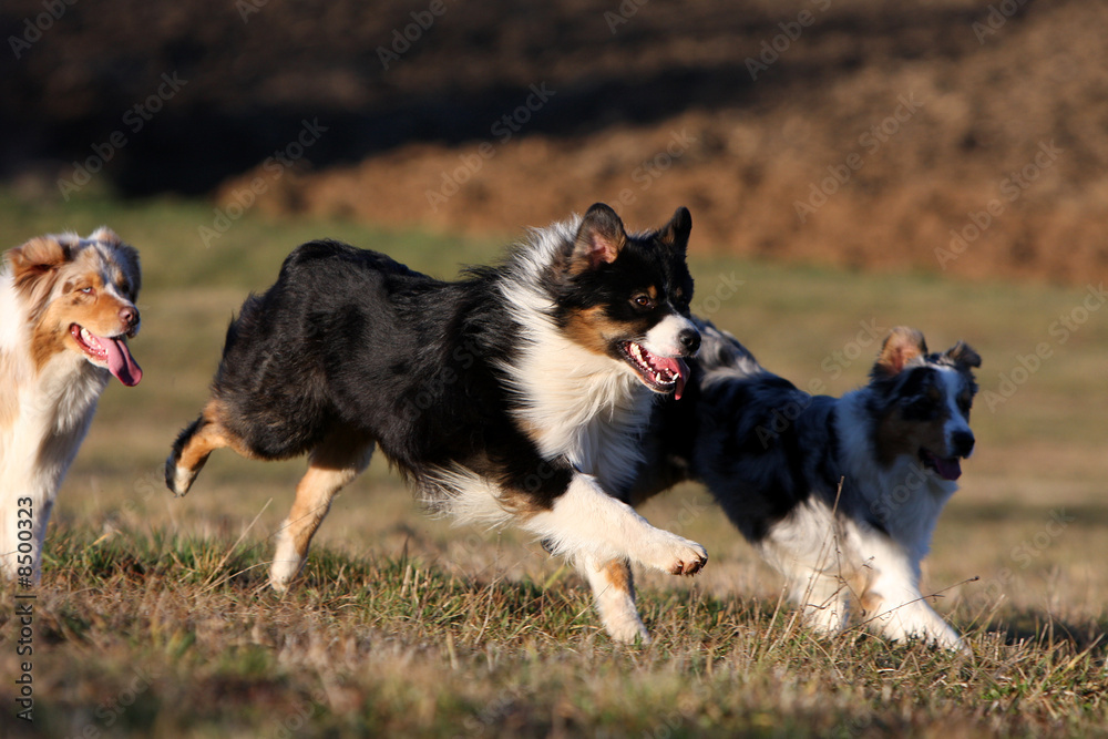 course de trois bergers australiens