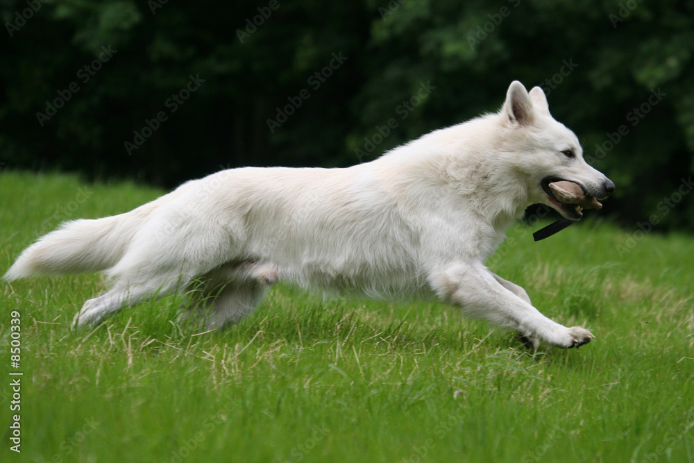 chien en course