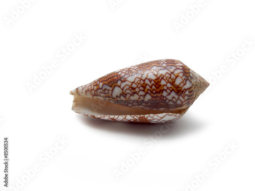 CONCHIGLIA CONUS TEXTILE - FILIPPINE