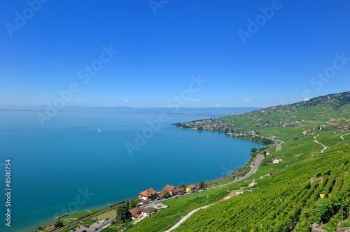 Terrasse de vignes - Lavaux - Suisse