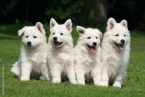 berger blanc suisse