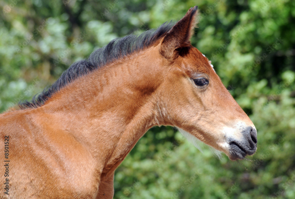 Obraz premium horse3