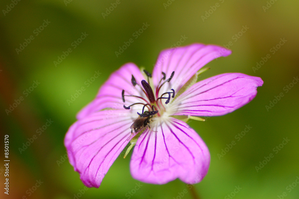 Geranium pratense Geranium pratense