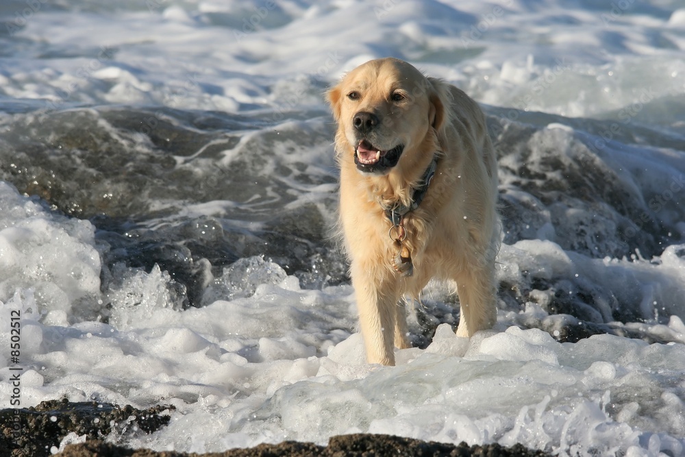 Golden Labrador Dog