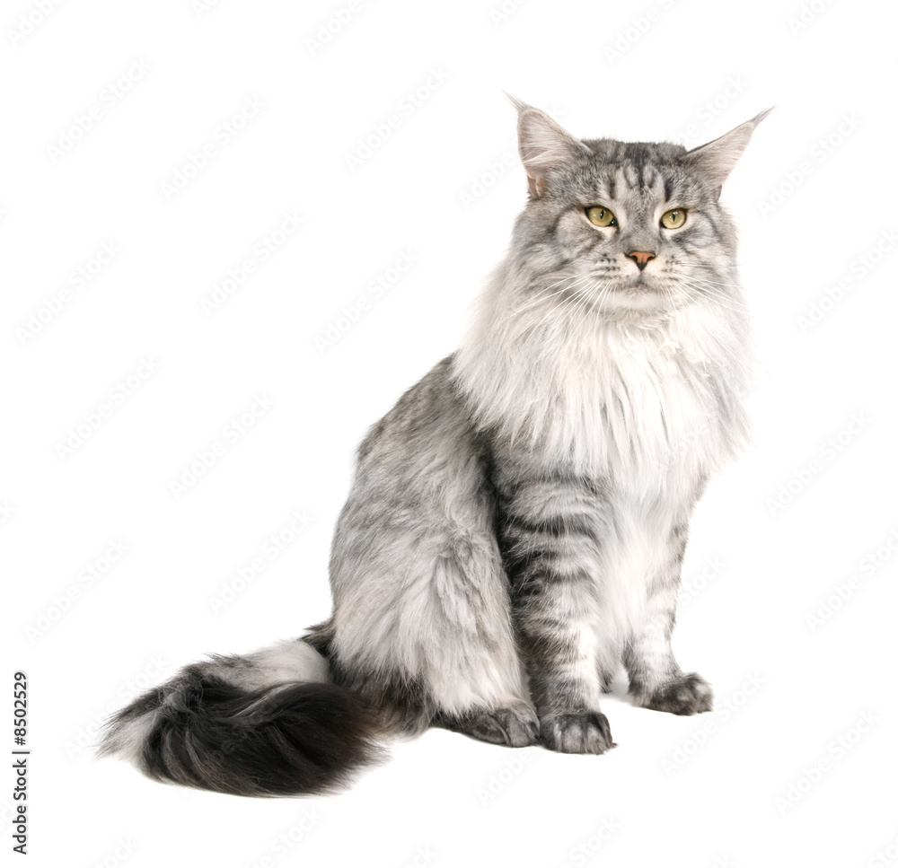 maine coon isolated on wihite background