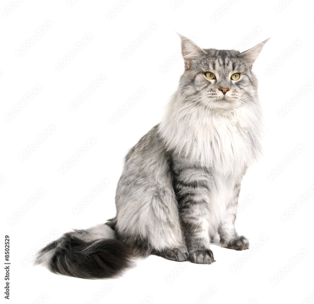 Fototapeta premium maine coon na białym tle na wihite tle
