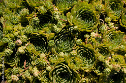 Green Plants photo