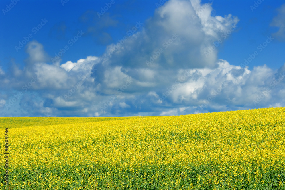 Canola Field and Sky Canola Field and Sky