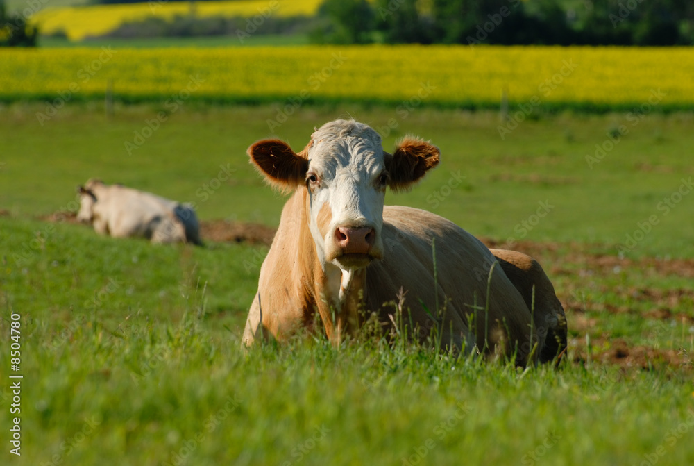Fototapeta premium Dairy Cow