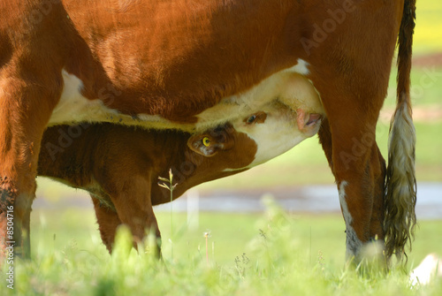 Calf Nursing
