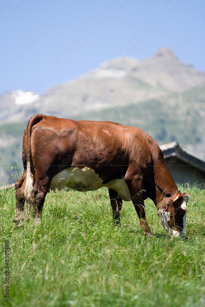 Vache laitière dans un pré en montagne