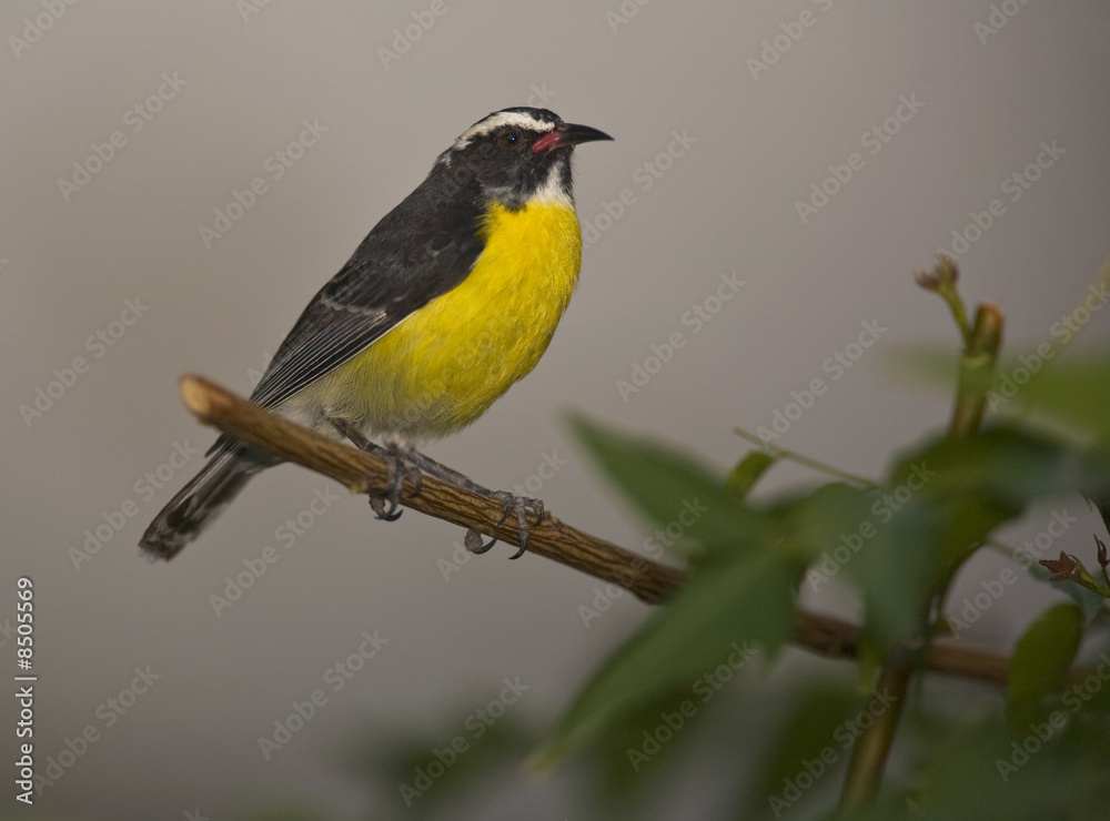 Obraz premium Bananaquit