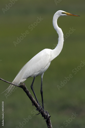 Great Egret  ardea alba 