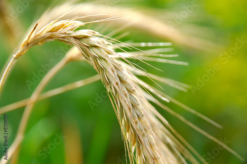 spikelet closeup