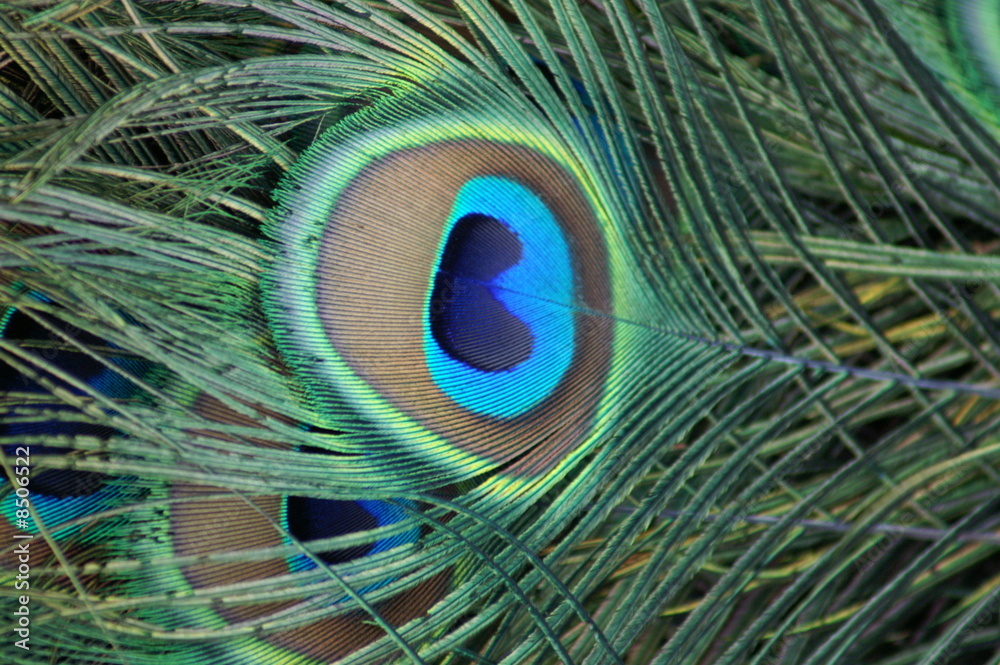 Obraz premium Queue d'un paon bleu