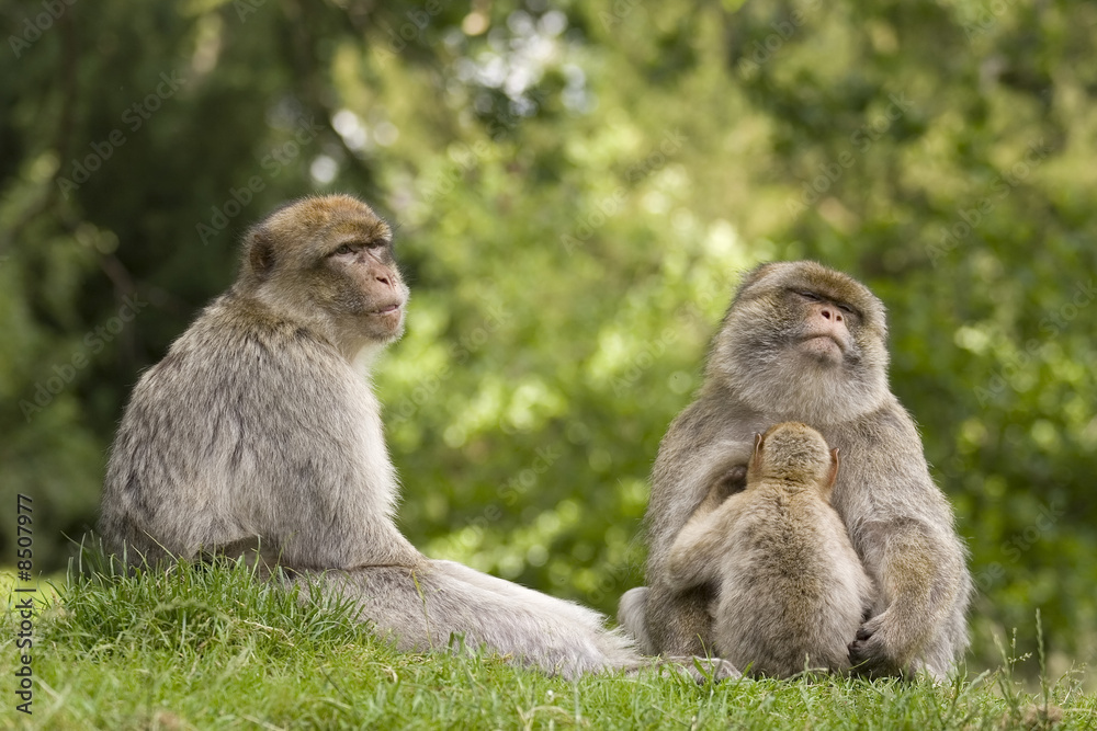 Naklejka premium Monkey family