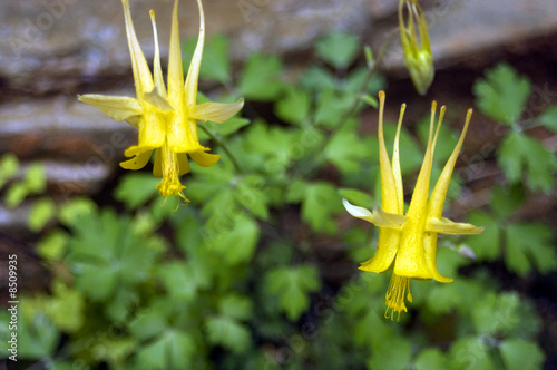 Yellow columbine (Aquilegia flavescens), Grand Canyon