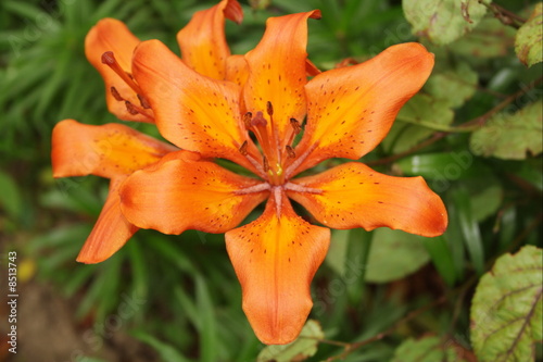 lily