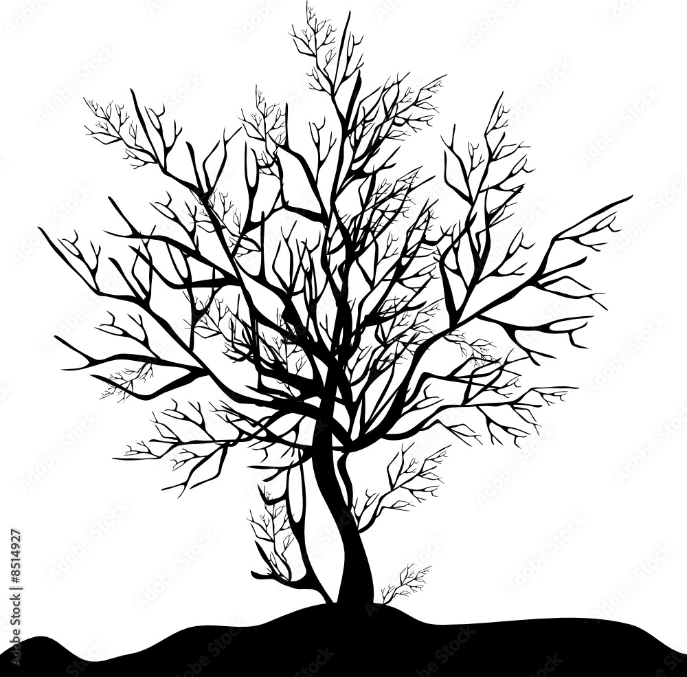 Obraz premium Black silhouette of a tree without foliage on a white