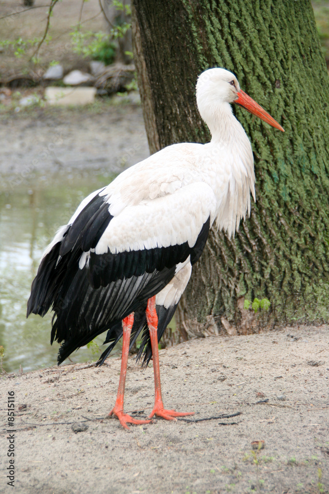 Fototapeta premium Standing stork