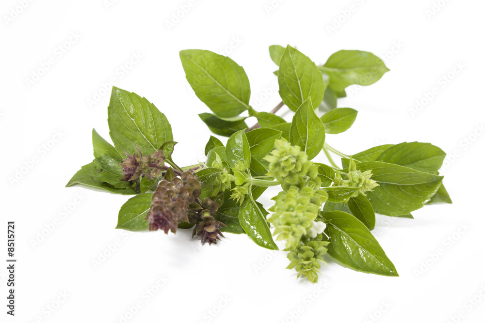 Green fresh basil isolated on white