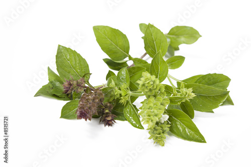 Green fresh basil isolated on white