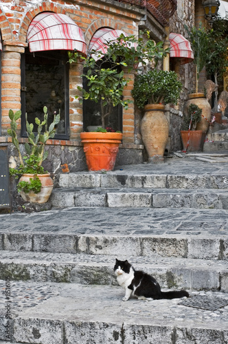 Cat sitting on alley steps