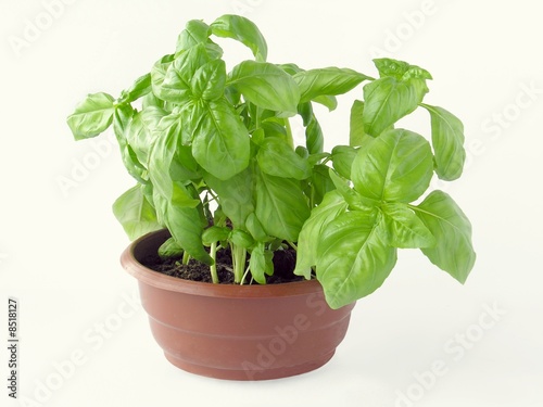 basil herb as spice in my meals