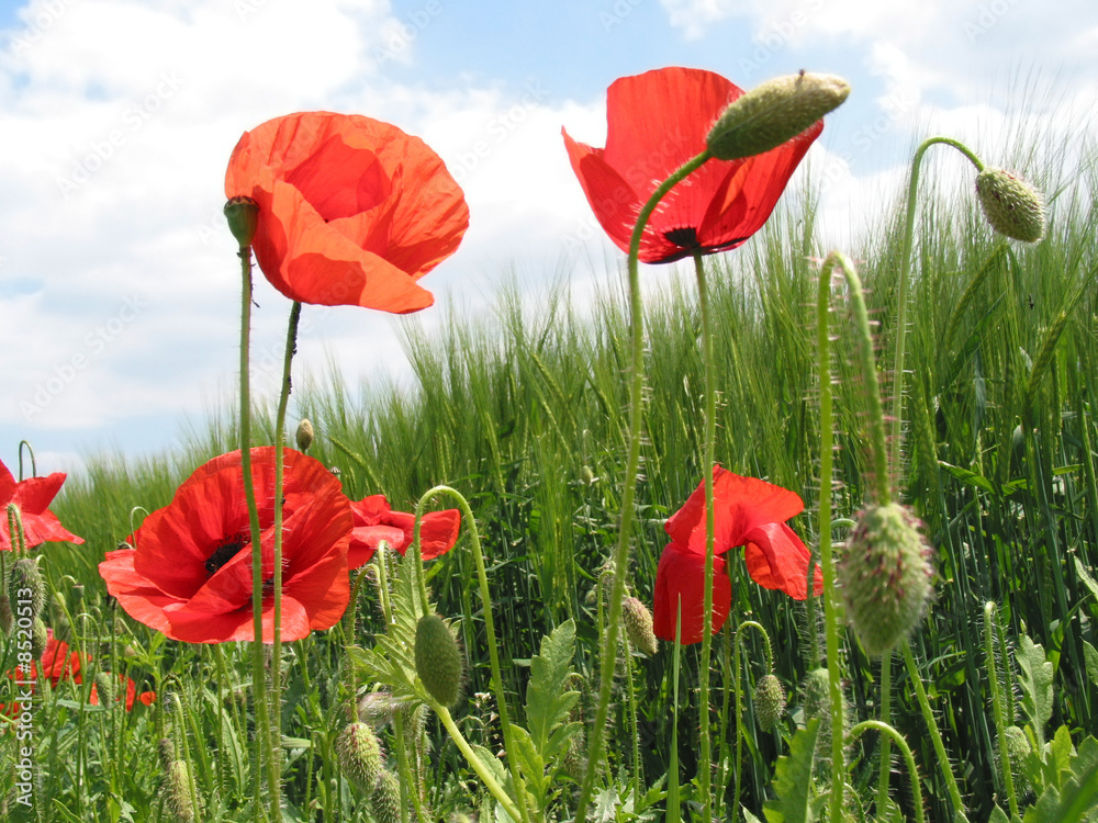 Obraz premium Mohnblumen im Kornfeld