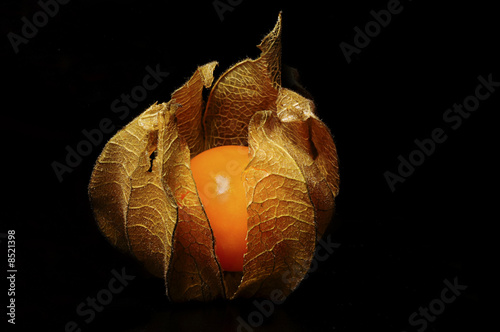 Physalis peruviana