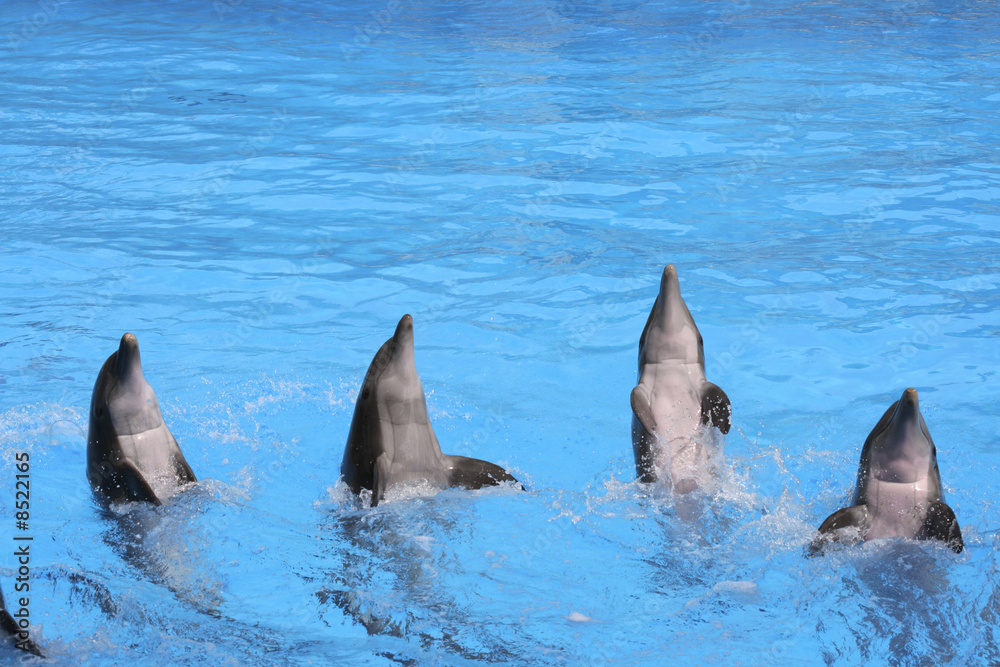 Obraz premium Delfin