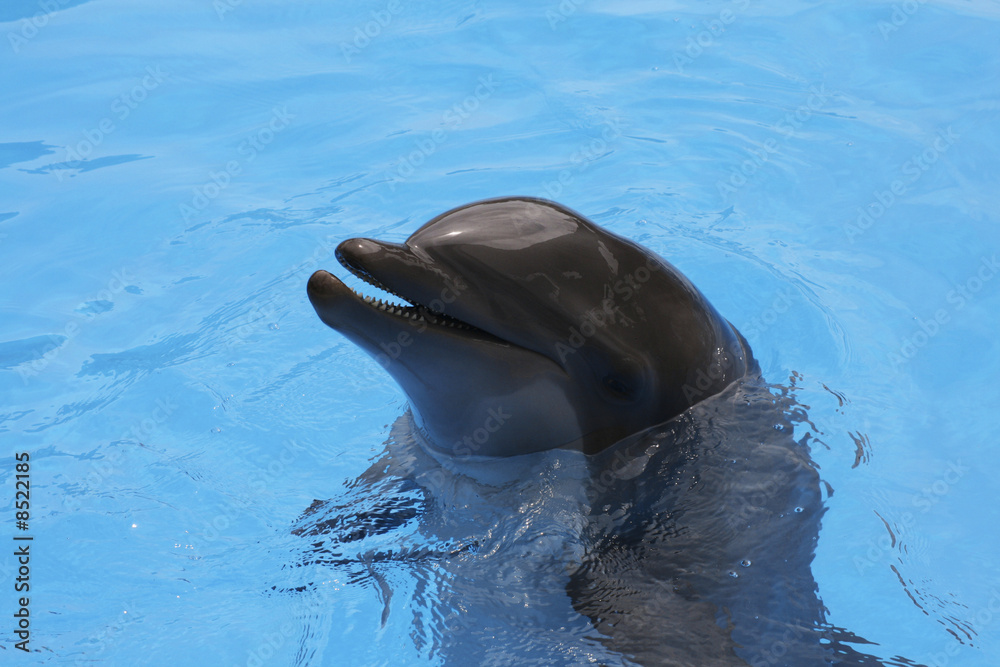 Fototapeta premium Delfin