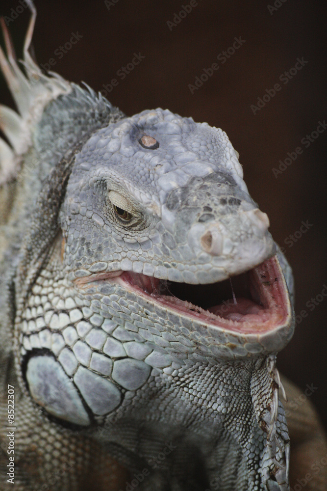 Leguan Leguan