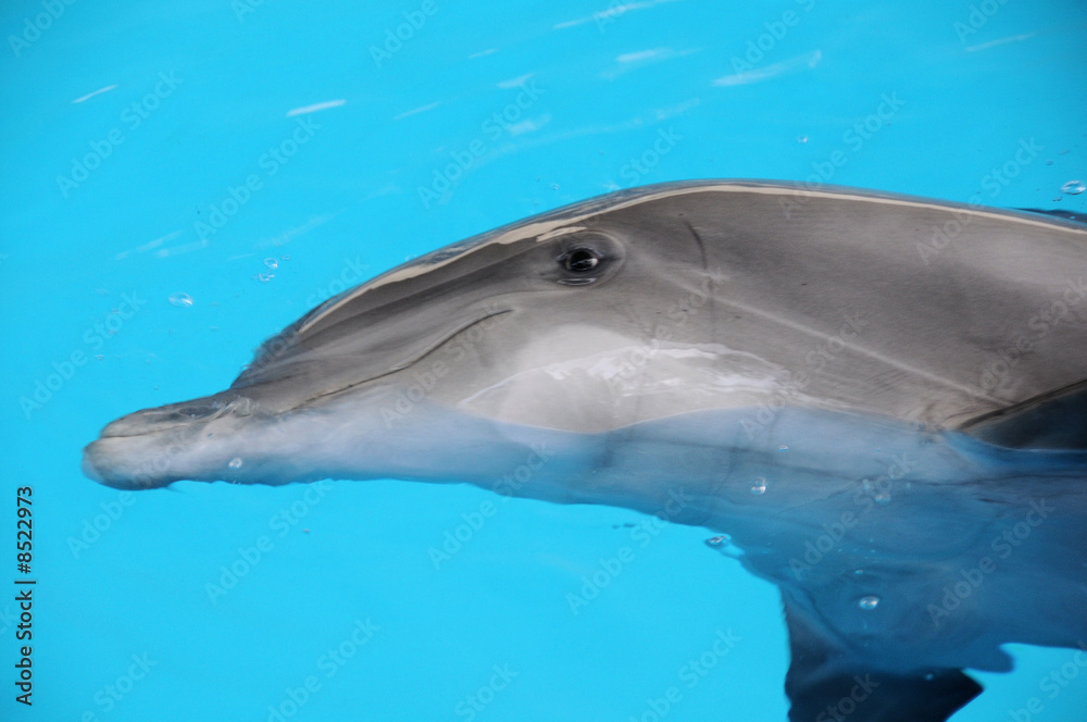 Fototapeta premium Delphin