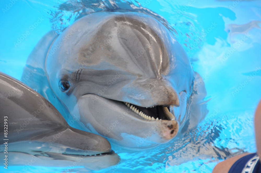 Obraz premium Delphin