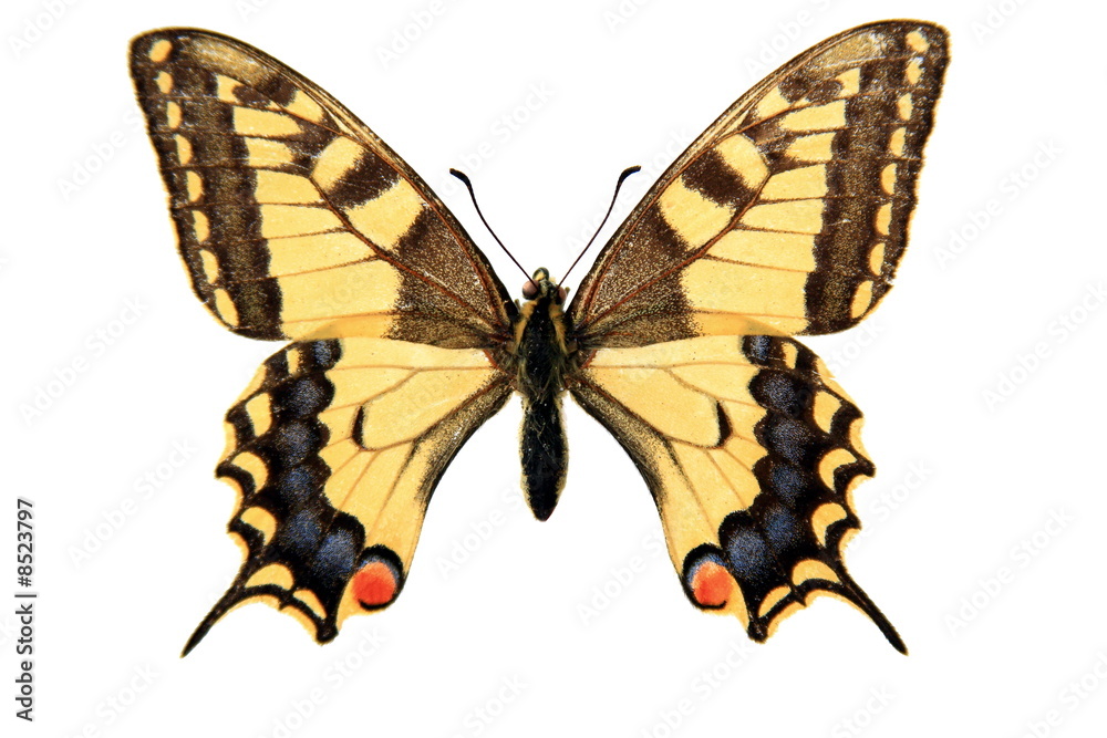 Fototapeta premium Butterfly