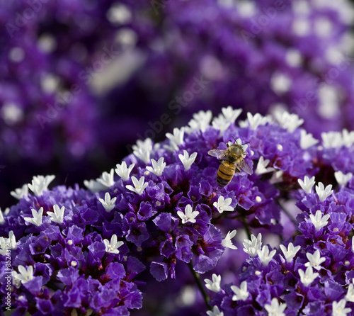 Bee on purple flower closeup