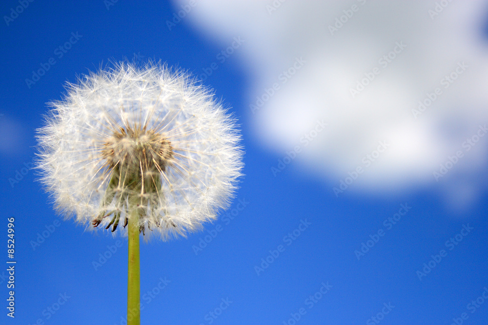 Beautiful dandelion