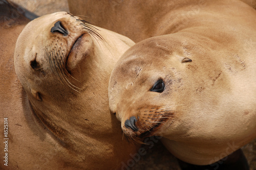 california sea lions