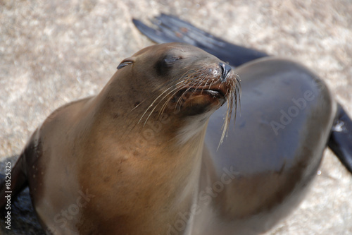 california sea lion
