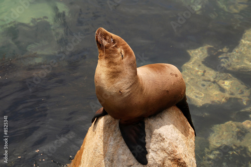 california sea lion