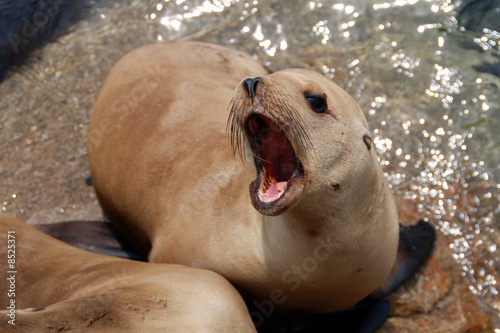 california sea lion