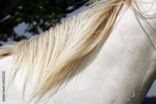mähne von einem pferd
