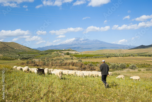 shepherd and herd on background volcano Etna © ollirg