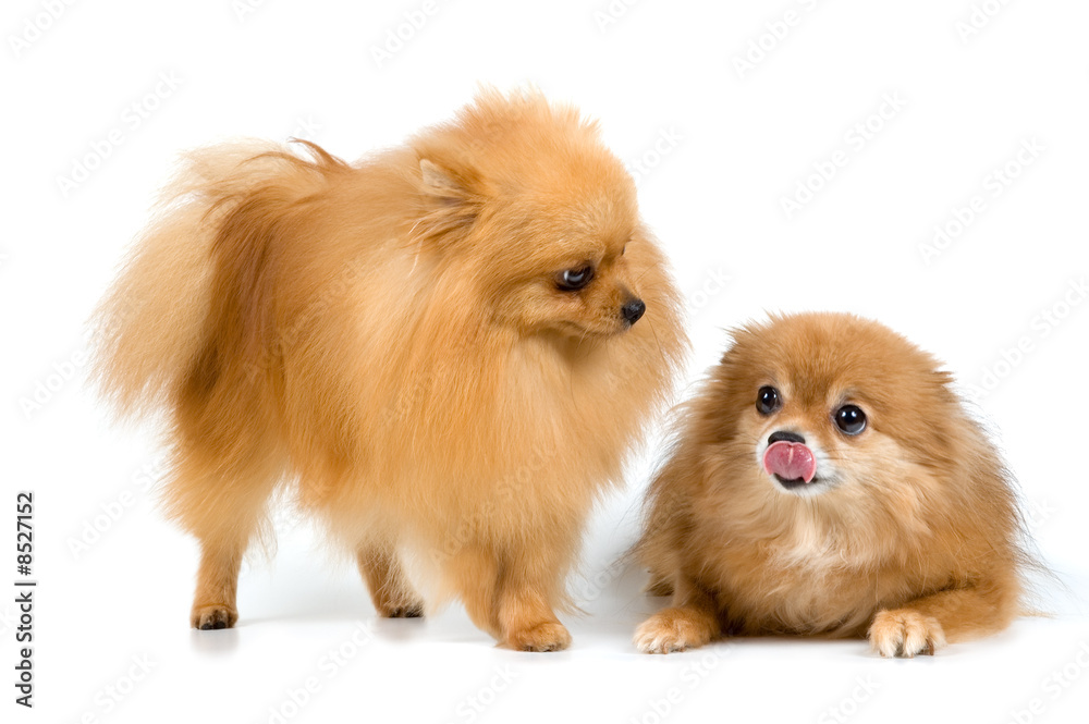 Two spitz-dogs in studio on a neutral background