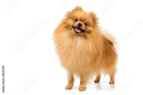 Spitz-dog in studio on a neutral background photo