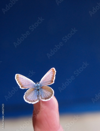Butterfly on fingertip